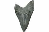 Fossil Megalodon Tooth - South Carolina #208595-1